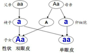 如图的遗传图解中.如果一对夫妇.父亲的基因组成是"aa