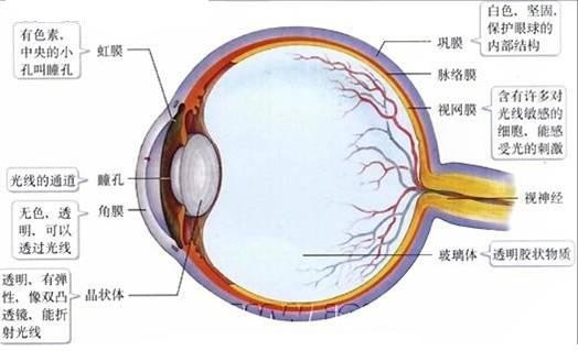 如图是眼球基本结构和功能示意图.请据图分析回答下列问题:(1)当你看完电影走出电影院时.因外面太亮.感觉很刺眼.不由得眯起双眼.这是通过调节能使图中[]8瞳孔变小.以适应强光环境.(2)含有丰富的血管和色素.为视网膜提供营养.并能吸收光线使眼球内部形成一个暗室的结构是[]2脉络膜.(3)如果眼球前后径过长或晶状体的曲度过大.远处物体反射的光线 题目和参考答案