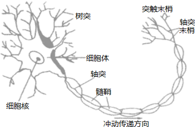 构成神经系统结构和功能的基本单位是( )A.反射弧B.神经元C.神经D.脑 题目和参考答案