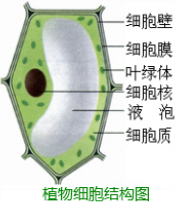 在普通光学显微镜下观察洋葱鳞片叶表皮细胞.