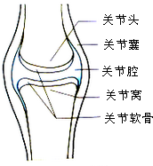 解答 解:关节是指骨与骨之间能够活动的连接,一般由关节面,关节囊和