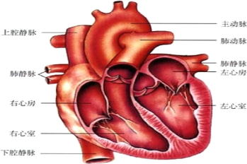 在人体心脏的四个腔中,同侧相通,左右不通,这种结构有利于( )