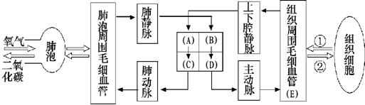 初中生物 题目详情(1)肺循环的起点[c]右心室体循环的起点[d]左心室.