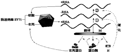 图1为翻译过程中搬运原料的工具tRNA.图2为中