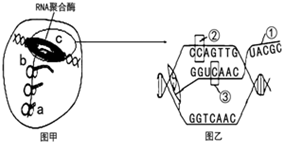 图甲表示某原核细胞中一个基因进行的某项生理活动.