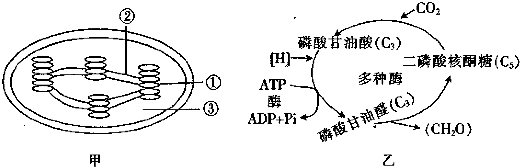 13.甲图表示叶绿体结构,乙图表示暗反应过程,请据图回答下列问题