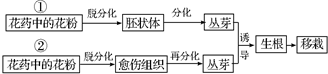 如图是月季花药离体培养产生花粉植株的两种途径,请据图回答有关问题