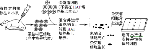 如图是单克隆抗体制备流程阶段示意图.