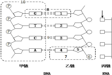 如图表示dna分子的一部分和rna分子的一片段.据图回答