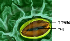 10植物叶片上的气孔是由一对半月形的细胞保卫细胞围成的空腔构成