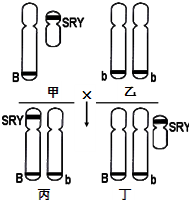 .①与③是由相同限制酶切割产生的B.DNA