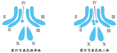 黑腹果蝇第Ⅳ号染色体(点状染色体)多一条(三体)或少一条(单体)可以