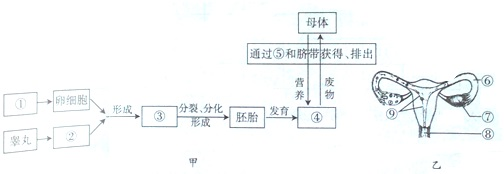 如图所示分别为人类的生殖过程及女性生殖系统示意图,请据图回答下列