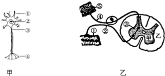 甲图为神经元结构模式图,乙图是人体完成反射活动的神经结构示意图,请