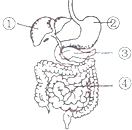 ③分泌的消化液含多种消化酶 d. ④是消化和吸收的主要器官
