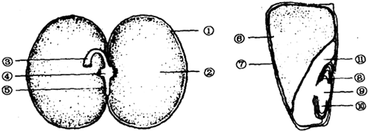 (3)在蚕豆种子结构中,⑤在种子的萌发过程中发