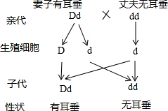 有耳垂由显性基因控制.无耳垂由隐性基因控制.丈夫无耳垂.妻子有耳垂.