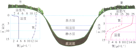 某种成年鱼生活在静水层,取食多种底栖动物,而该种鱼的幼体生活在表水