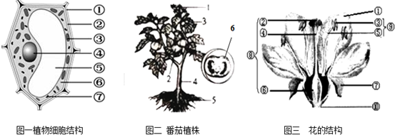 静止片刻后盘子里会出现番茄汁液,在图一中,这些汁液主要储存在细胞的