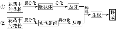 如图是月季花药离体培养产生花粉植株的两种途径,请据图回答有关问题.