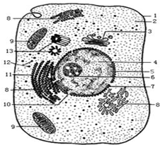用高倍显微镜观察黑藻叶片叶肉细胞.正确的是