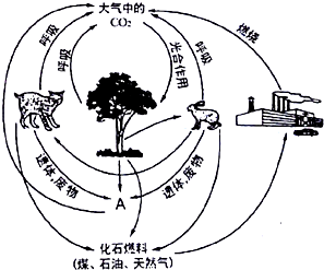 如图为碳循环的示意图.请据图回答(1)碳循环具有全球性.