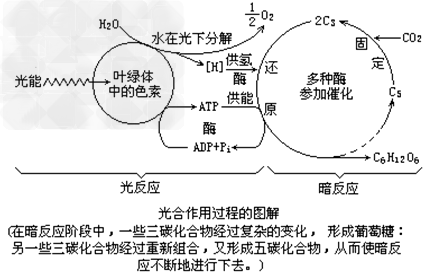 在叶绿体进行光合作用时.ATP和ADP的运动方向是( )A．ATP由类囊体膜向叶绿体的基质运动.ADP的运动方向则正好相反B．ATP与ADP ...