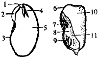 如图是菜豆种子和玉米种子的结构示意图,请根据图回答下列问题: (1)