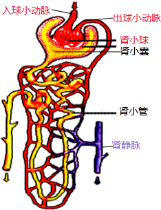 11.肾脏的结构和功能单位是肾单位.每个肾脏包括大约100万个肾单位.