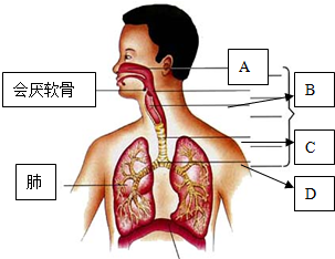 (4)消化系统与呼吸系统共有的结构是咽.