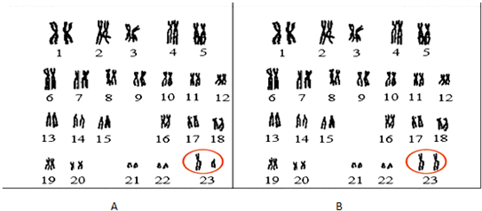 16.如图男女染色体示意图,请据图回答