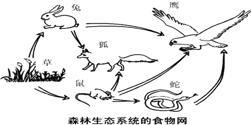 草原上的食物链 草 兔子 狼 这条食物链中可知,兔会被