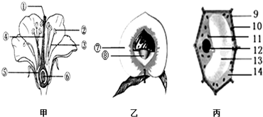 下图中,甲图是桃花及部分结构的剖面图,乙图是桃果实的剖面图,丙图是