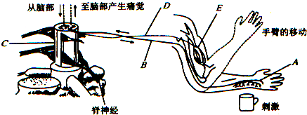 如图是人缩手反射的过程.