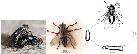 10.麻蝇是一种花纹苍蝇.
