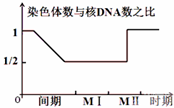 染色体①上姐妹染色单体分开后没有移向细