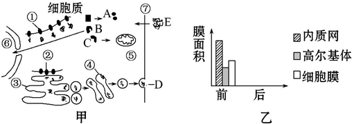 过程图中⑦代表细胞结构图乙表示某细胞中分泌蛋白合成和