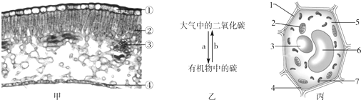 图乙表示菠菜叶肉细胞中的某些生理过程;图丙为菠菜叶肉细胞结构示意