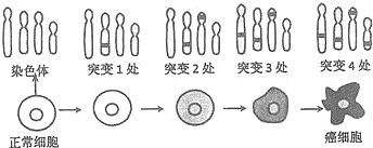 下列有关显微镜及其使用的叙述.正确的是A.观