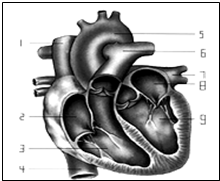 如图为心脏结构示意图.请据图填空.(1)心脏的四