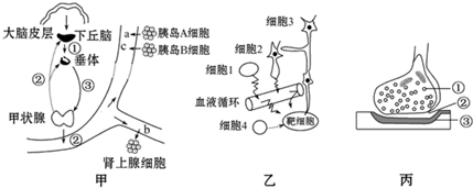 图乙为细胞间信息传递的几种模式示意图,图丙是图乙局部结构的放大图