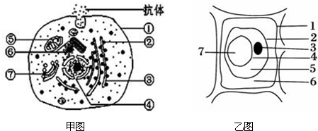 下面是叶绿体的结构简图,有关叙述错误的是( )