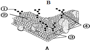 如图为细胞膜的亚显微结构示意图.据图回答.横