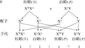 果蝇杂交实验