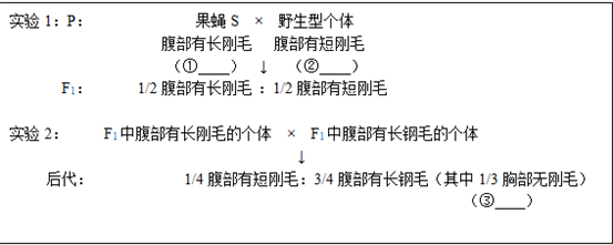 而一只突变果蝇s的腹部却生出长刚毛.