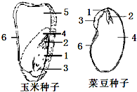 分析玉米和菜豆的种子结构图.请将图中对应的内容填在