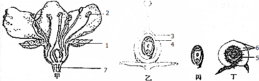 12.如图是桃花个部分示意图以及桃子的剖面图,请回答下列问题
