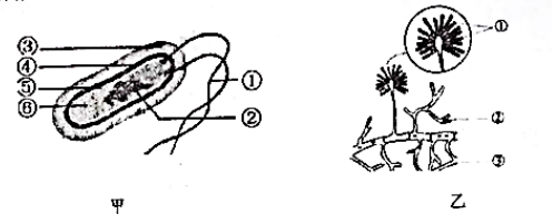 如图所示为两类生物的结构示意图.请据图回答