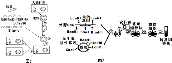 g ccc↓ggg ggg↑ccc图2是转基因抗病香蕉的培育过程,含目的