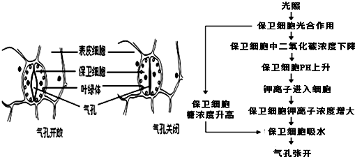 如图是蚕豆叶的保卫细胞影响气孔开闭的一些生理过程示意图.